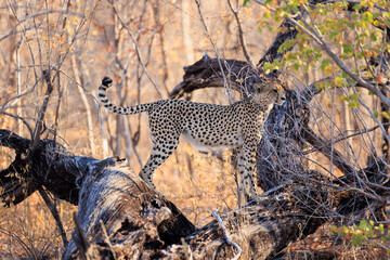 Gepard