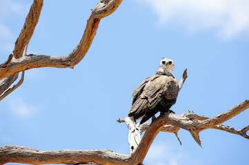 eagle on the tree in the Masai Mara