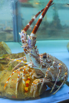 Spiny lobster (Palinurus) in a restaurant aquarium in Positano