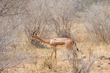 Giraff Antelope in the savannah