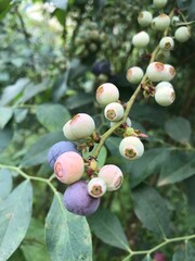 Blueberries on a branch