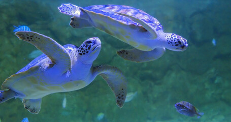 Couple of sea turtles swimming together in the tropical waters
