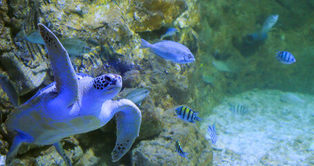 Sea turtle and colorful exotic fish swimming together in coral reef