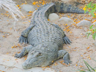 The Nile crocodile (Crocodylus niloticus) at the zoo