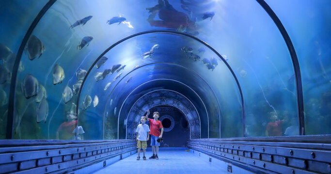 Fototapeta Two little boys enjoy discovering underwater marine wildlife at the aquarium