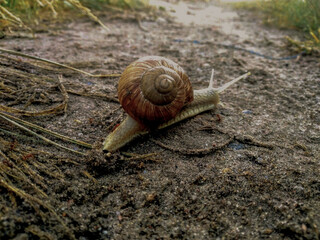 Snail on the Ground After Rain