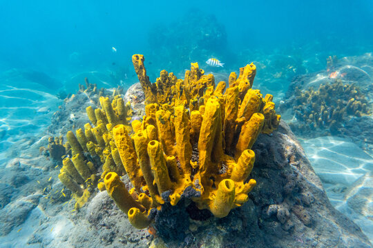 A vibrant group of yellow tube sponges growing underwater on a coral reef in the clear waters of Saint Lucia.