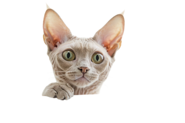 Curious cat peering through a window on a sunny day in a cozy home setting isolated on transparent background