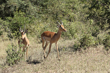 Schwarzfersenantilope / Impala / Aepyceros melampus