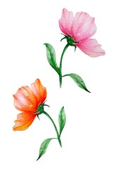 Hand drawn watercolor illustration of a single delicate pink and yellow flowers on a green stem leaves on white background. Ideal for cards, design and decorative use