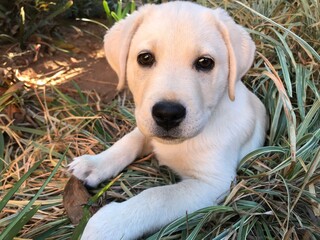 golden retriever puppy