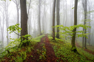 morning mist in the forest