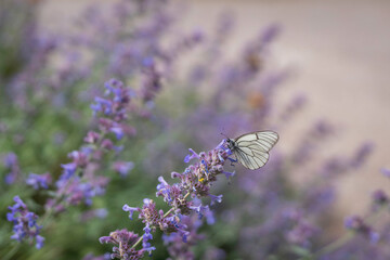 The black-veined white, Aporia crataegi, , take a rest on a flower of catmint. A beautiful white and black butterfly sitting on blooming catnip flowers in summer. Blurred background.