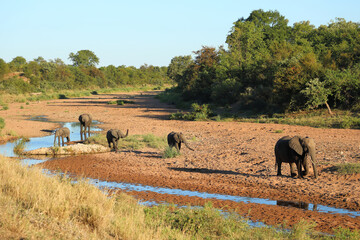 Afrikanischer Elefant im Tsendze River/ African elephant in Tsendze River / Loxodonta africana.