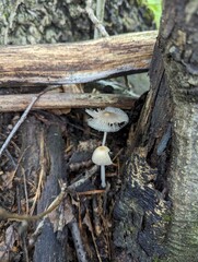 Small Parasola plicatilis mushrooms grow as if on a tree in a mixed forest