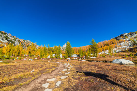 Worn Trail In A Larch Forest