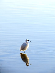 bird heron in the vestonida lake