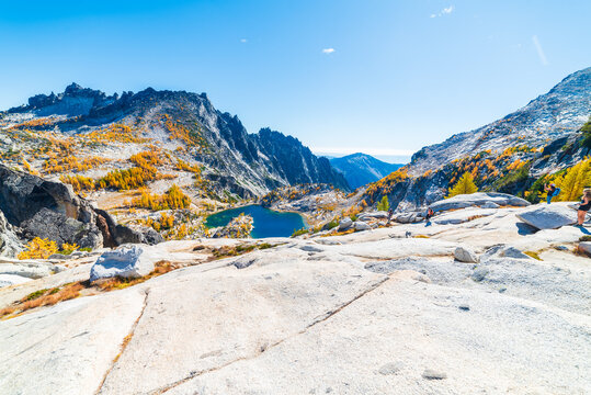 Golden Larches In Alpine Wilderness
