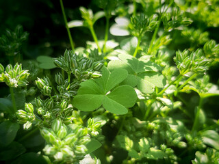 green clover and leaves 
