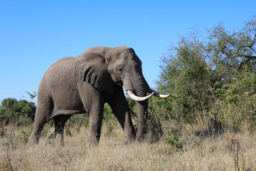 Obraz premium Afrikanischer Elefant / African elephant / Loxodonta africana