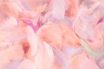 Colorful feather background, top view.