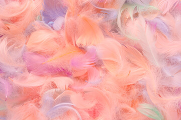 Colorful feather background, top view.