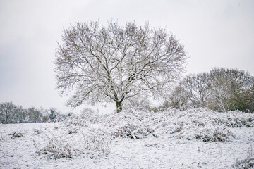 Forest landscape under the snow in the Lot in France
