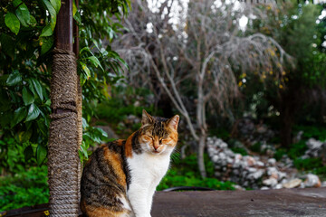 Tricolor Cat Relaxing Outdoors in a Lush Garden Setting..