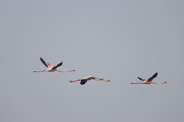 This breathtaking image captures a flamingo in its natural habitat at Bhigwan, Maharashtra, a renowned birdwatching destination. With its elegant long legs, curved neck, and striking pink feathers, 
