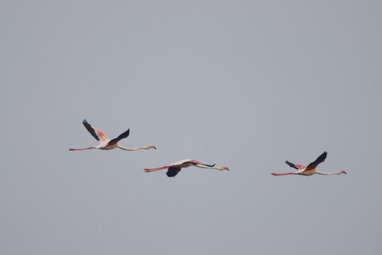 This breathtaking image captures a flamingo in its natural habitat at Bhigwan, Maharashtra, a renowned birdwatching destination. With its elegant long legs, curved neck, and striking pink feathers, 