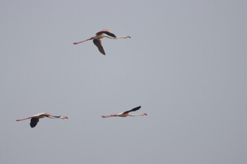 This breathtaking image captures a flamingo in its natural habitat at Bhigwan, Maharashtra, a renowned birdwatching destination. With its elegant long legs, curved neck, and striking pink feathers, 