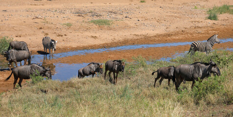 Streifengnu und Steppenzebra im Tsendze River/ Blue wildebeest and Burchell's zebra in Tsendze...