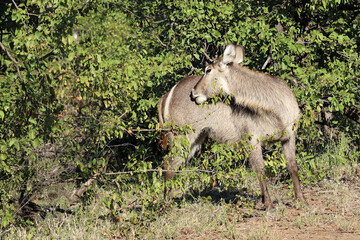 Wasserbock / Waterbuck / Kobus ellipsiprymnus