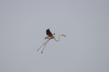 This breathtaking image captures a flamingo in its natural habitat at Bhigwan, Maharashtra, a...