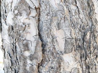 Dry tree bark texture as background