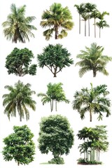 Fototapeta premium A collection of large, beautiful tropical trees, ideal for design or decoration, isolated on white.