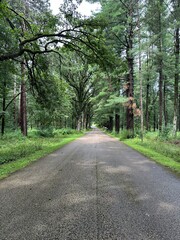 Fototapeta premium road in the woods