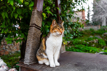 Tricolor cat enjoying a peaceful moment on a wooden surface surrounded by greenery outdoors