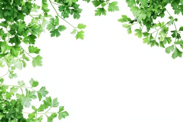 Fresh Green Parsley Leaves Isolated on a Clean White Background for Culinary Inspiration