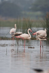 This breathtaking image captures a flamingo in its natural habitat at Bhigwan, Maharashtra, a renowned birdwatching destination. With its elegant long legs, curved neck, and striking pink feathers, th