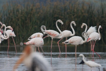 This breathtaking image captures a flamingo in its natural habitat at Bhigwan, Maharashtra, a...