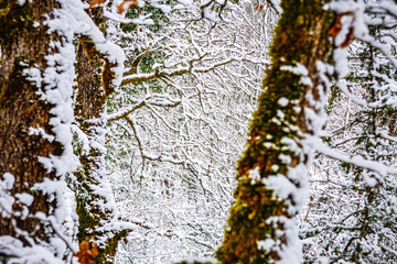 Obraz premium Forest landscape under the snow in the Lot in France