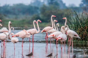 This breathtaking image captures a flamingo in its natural habitat at Bhigwan, Maharashtra, a renowned birdwatching destination. With its elegant long legs, curved neck, and striking pink feathers, th