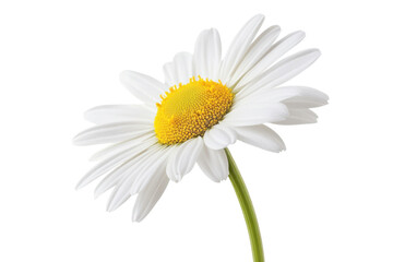 Naklejka premium A delicate daisy blooming radiantly in soft light on a clear spring day isolated on transparent background