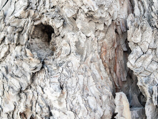 Dry tree bark texture as background