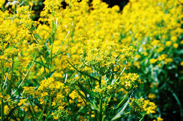 A bunch of yellow flowers with green leaves.
