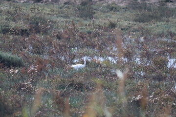 Bassin d'Arcachon paysage en hiver, réserve du Teich,  Gironde France