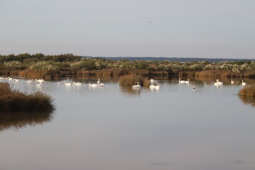 Bassin d'Arcachon paysage en hiver, réserve du Teich,  Gironde France