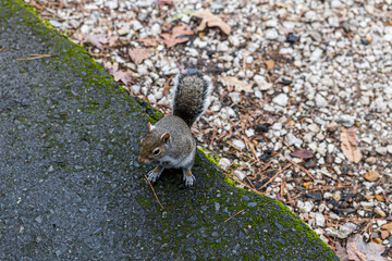 A very friendly squirrel at Lake Catherine State Park in Arkansas.