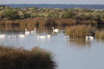 Bassin d'Arcachon paysage en hiver, réserve du Teich,  Gironde France
